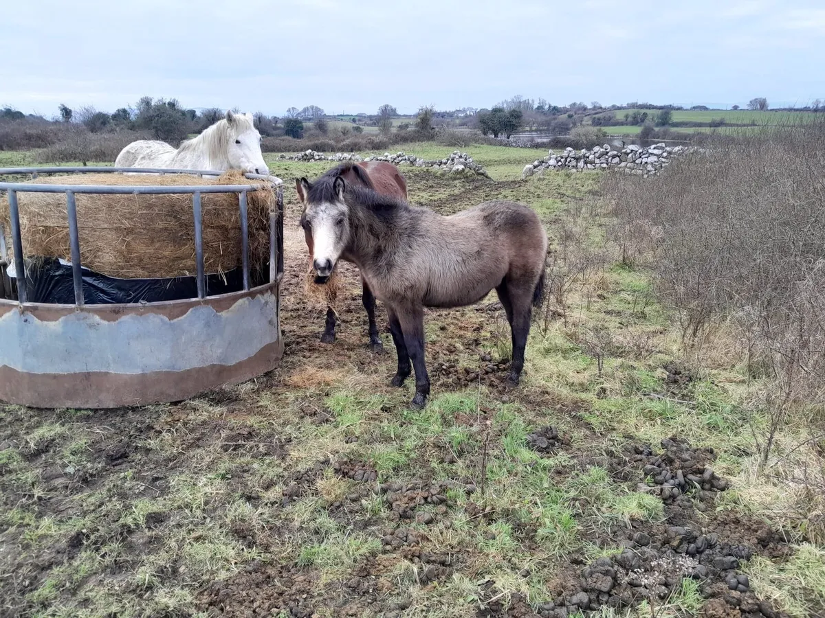 Class 1 Connemara clots for sale - Image 4