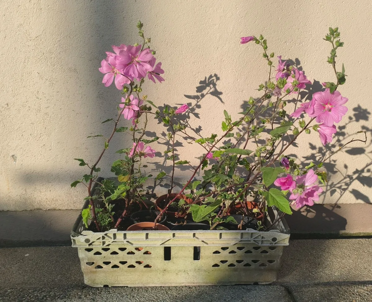 Tree Mallow Plants - Image 1