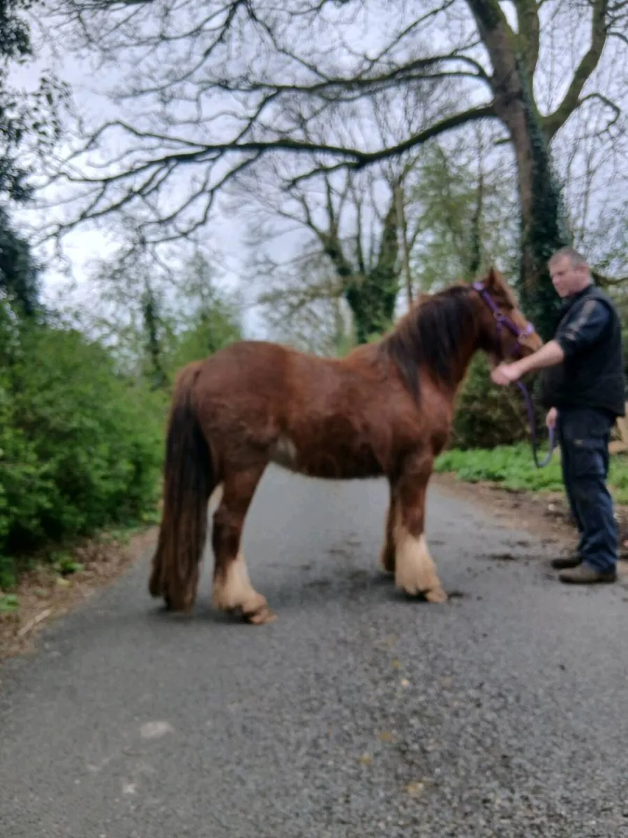 Cob pony - Image 1