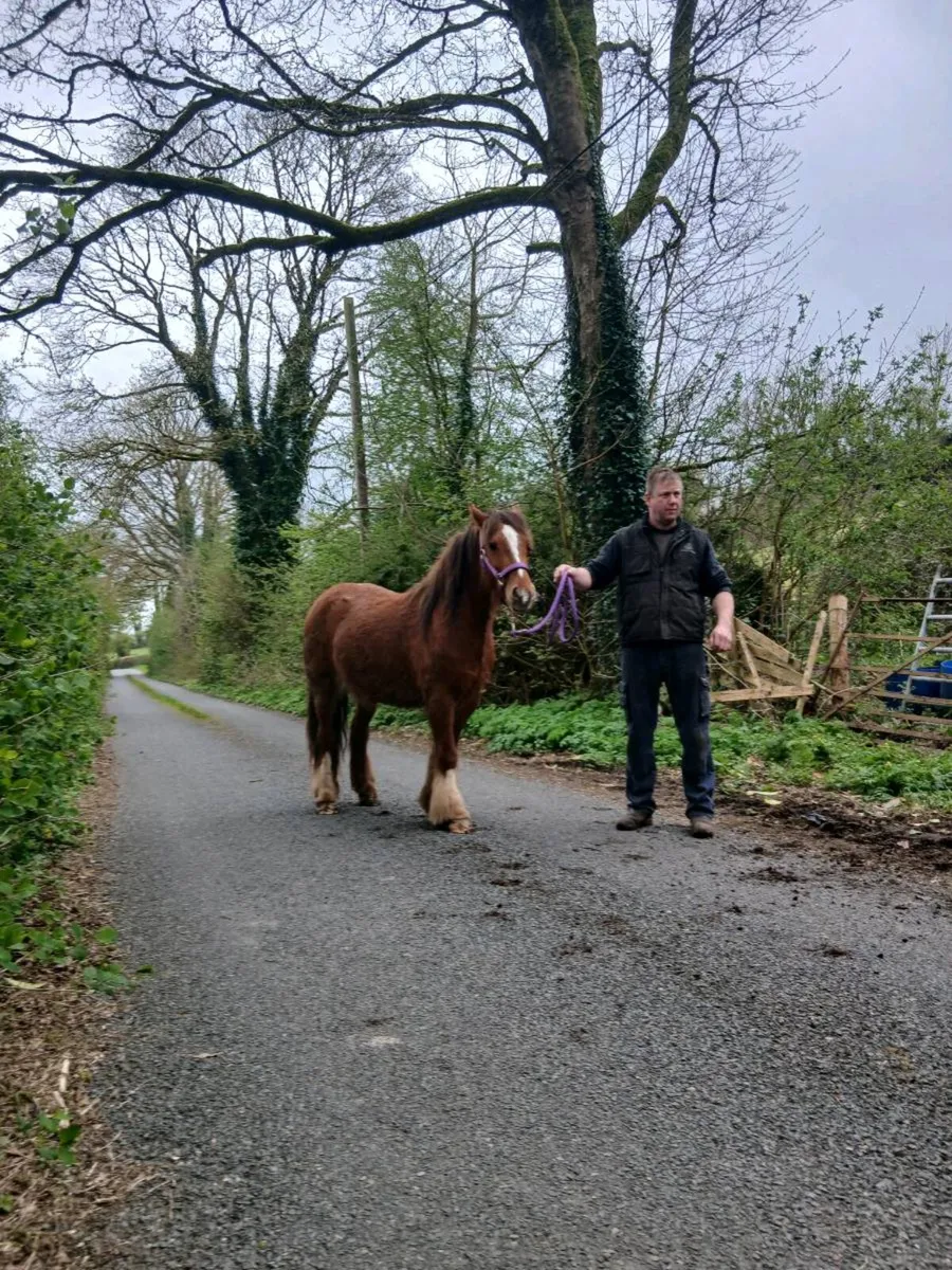 Cob pony - Image 2