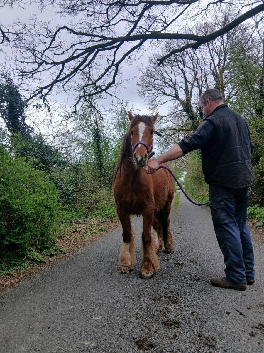 Cob pony - Image 3