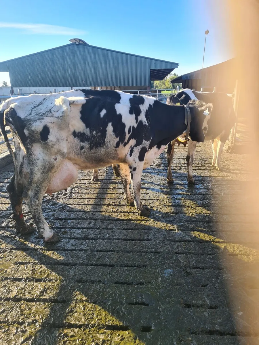 Cow - Image 1