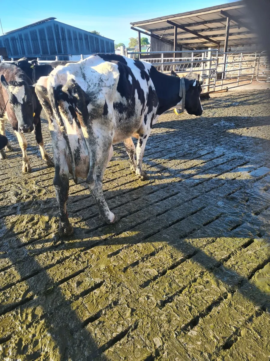 Cow - Image 2