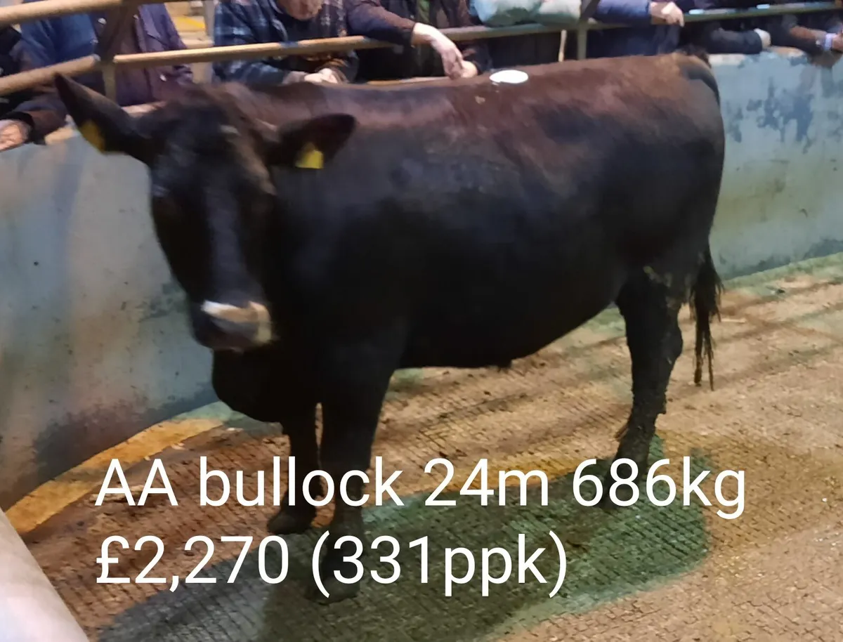 Cattle Sale Market Report