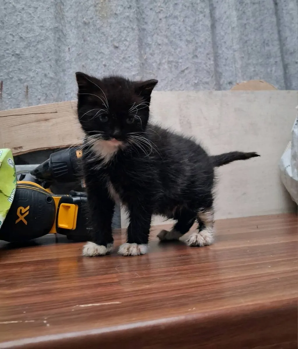 Free Kitten - Image 1