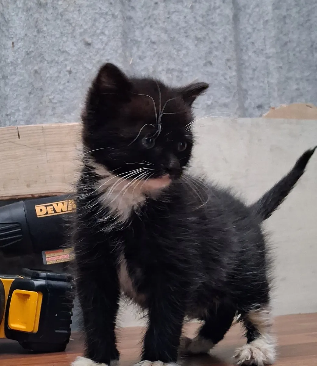 Free Kitten - Image 2