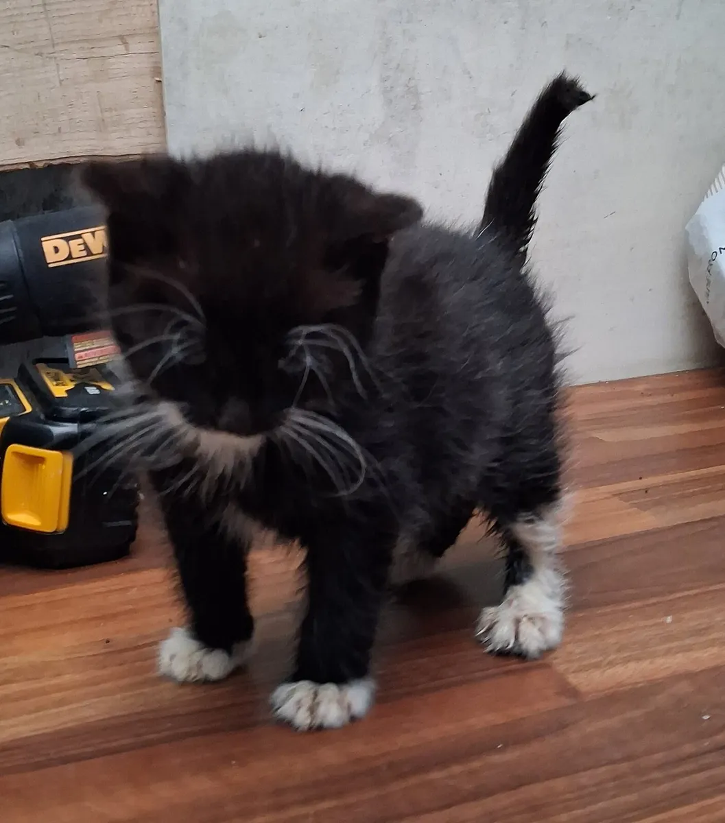 Free Kitten - Image 3
