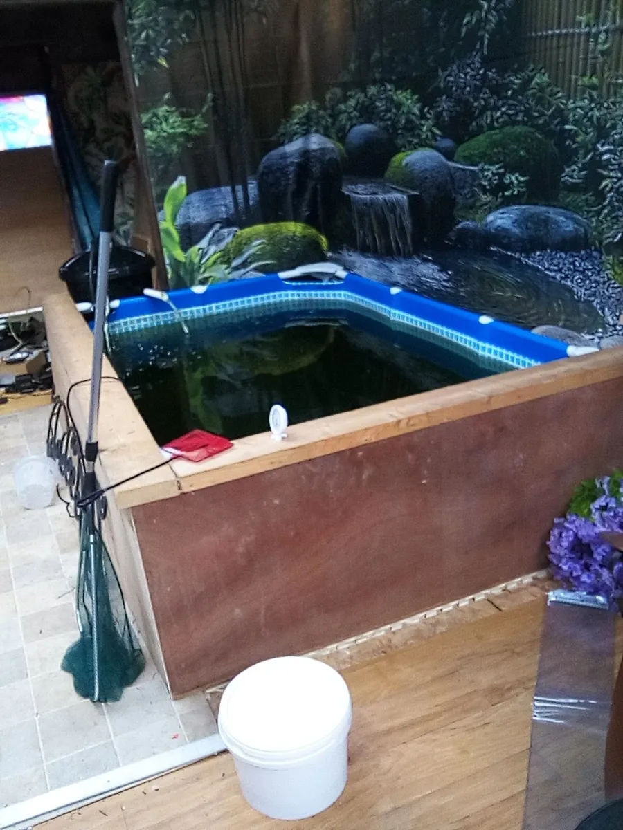 8ft x 5ft pond complete with filter pump and fish - Image 2