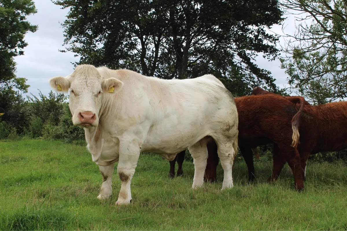 Charolais Embryos for sale - Image 1