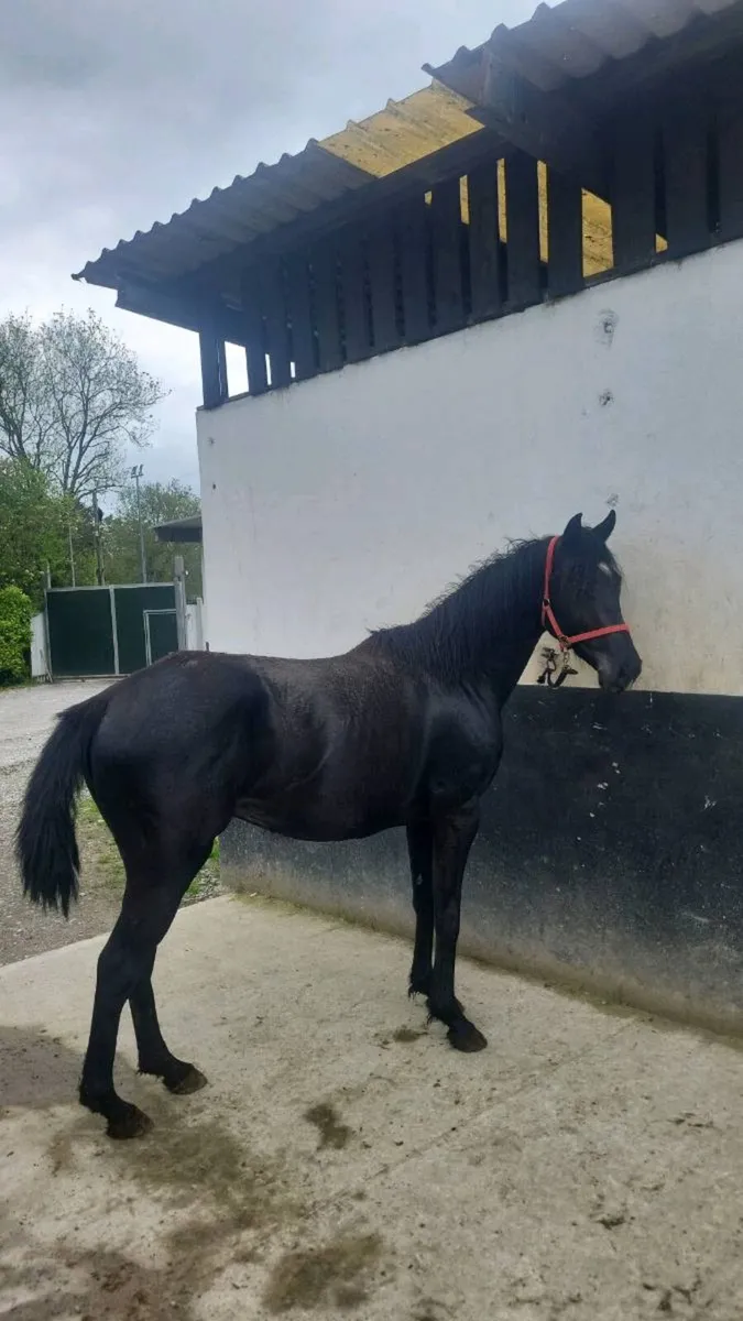 Stallion - Image 1