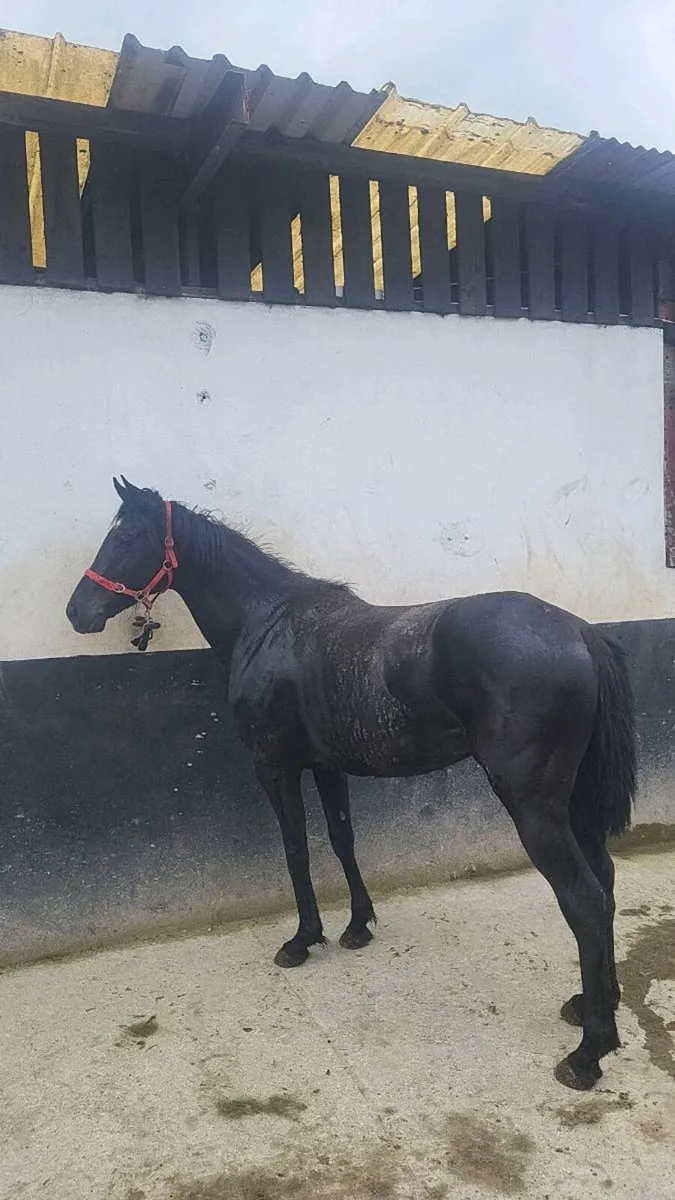 Stallion - Image 2
