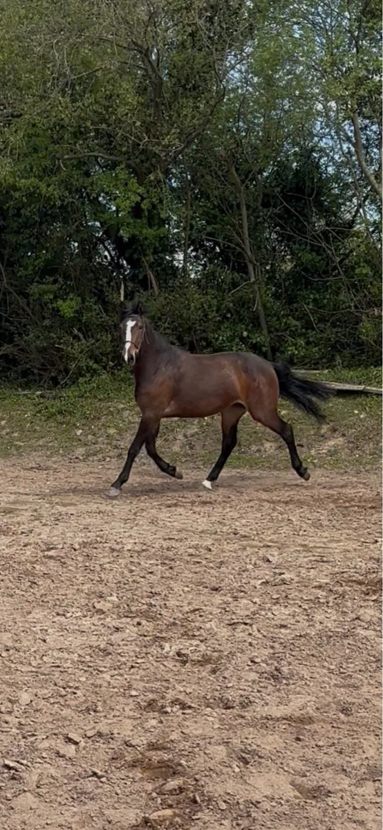 ***IMNOTAFRAID FORTUNA*** 3yr old filly - Image 1