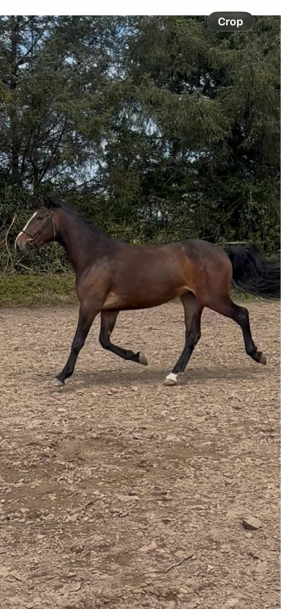 ***IMNOTAFRAID FORTUNA*** 3yr old filly - Image 2