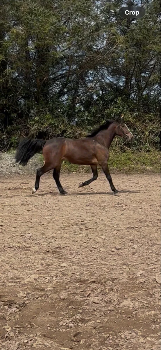 ***IMNOTAFRAID FORTUNA*** 3yr old filly - Image 4