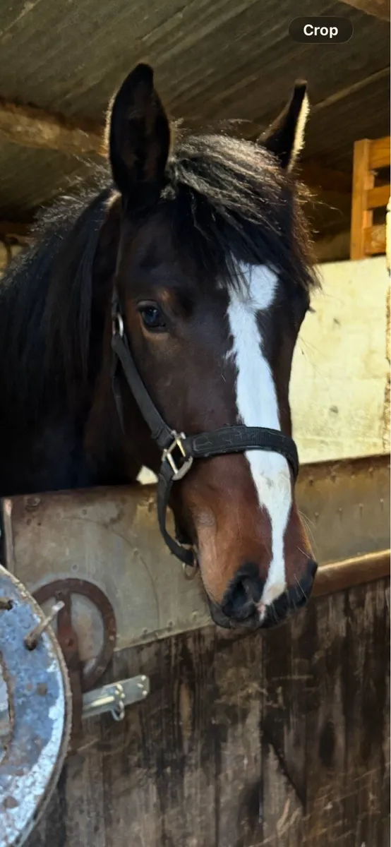 ***IMNOTAFRAID FORTUNA*** 3yr old filly - Image 3