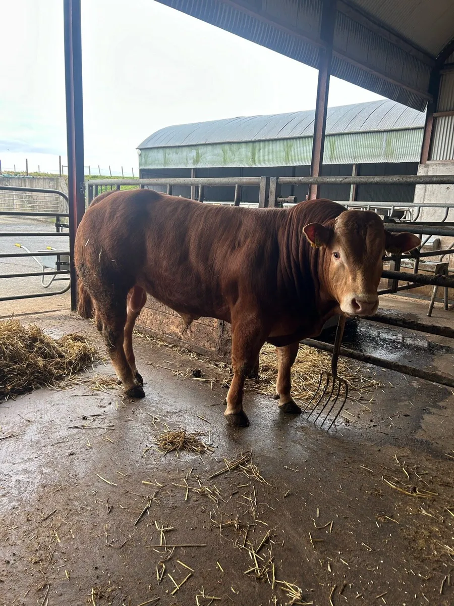 Pedigree Limousin Bull - Image 4