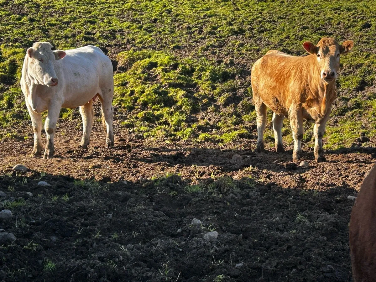 Two Super Charolais In-Calf Heifers To A.I LM - Image 2
