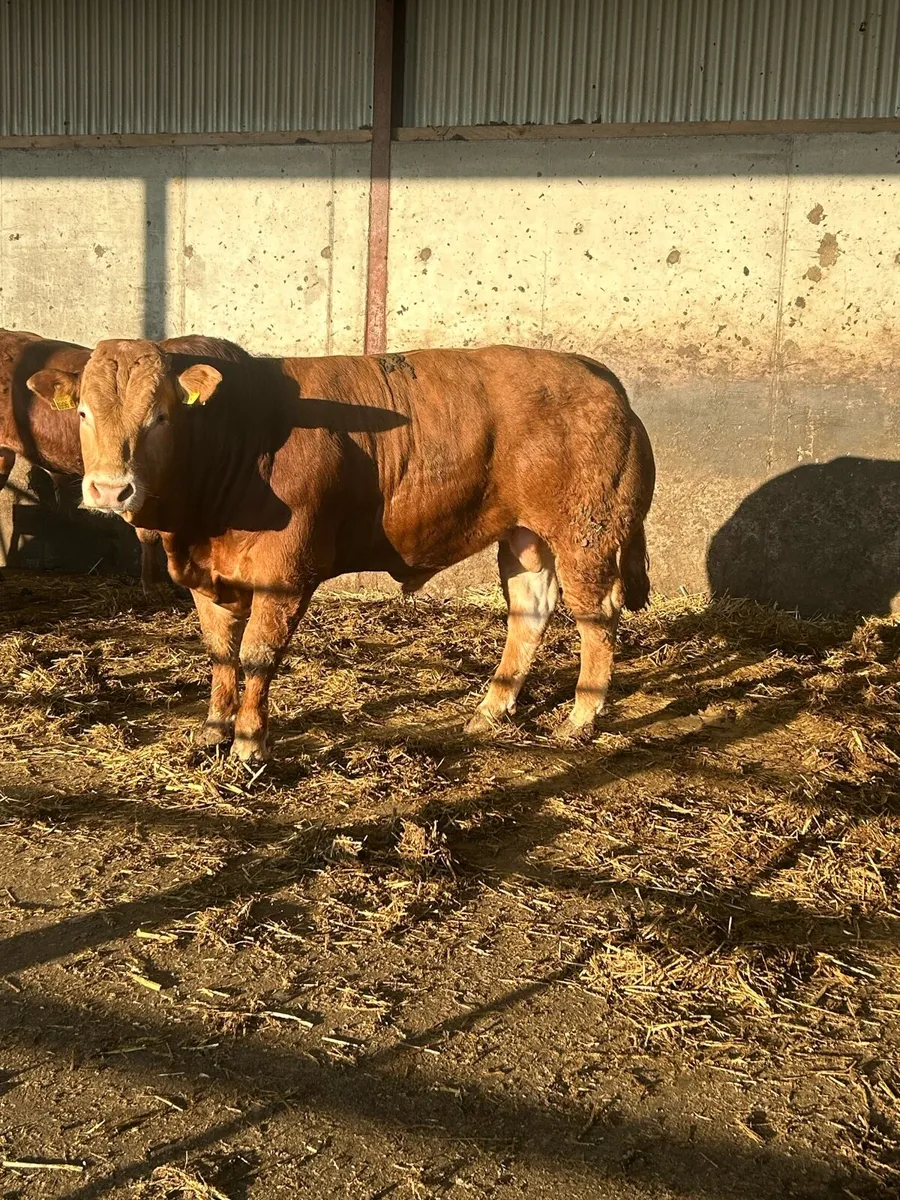 Pedigree Limousin Bull - Image 1