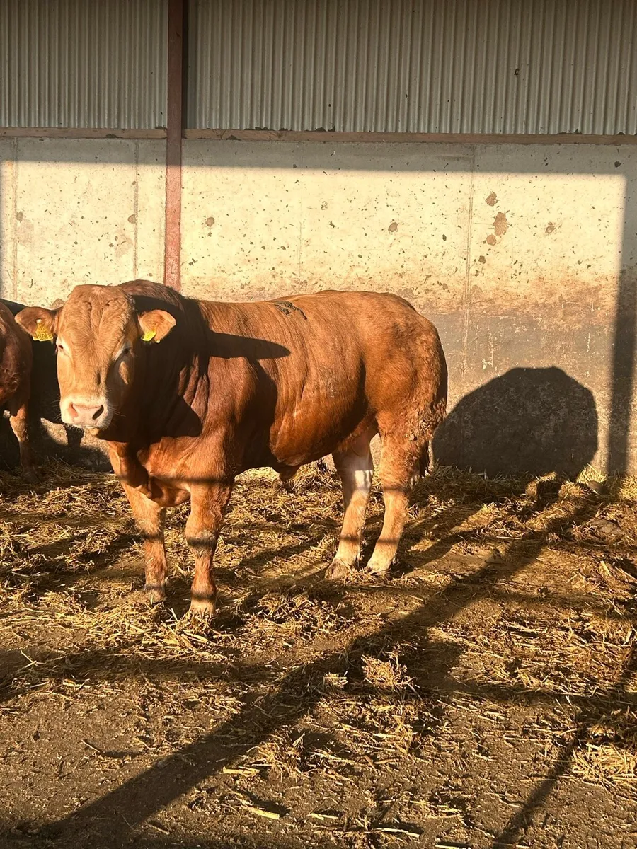 Pedigree Limousin Bull - Image 2