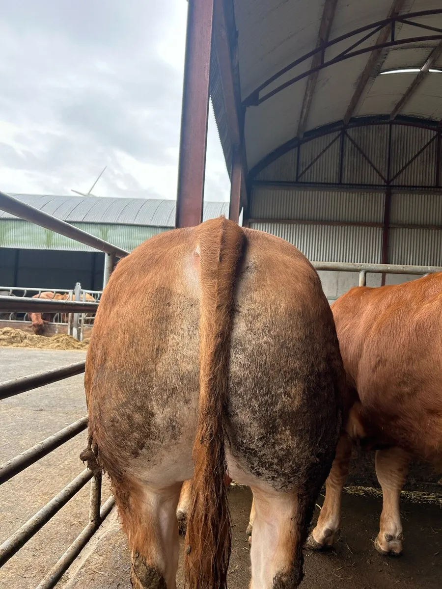 Pedigree Limousin Bull - Image 3