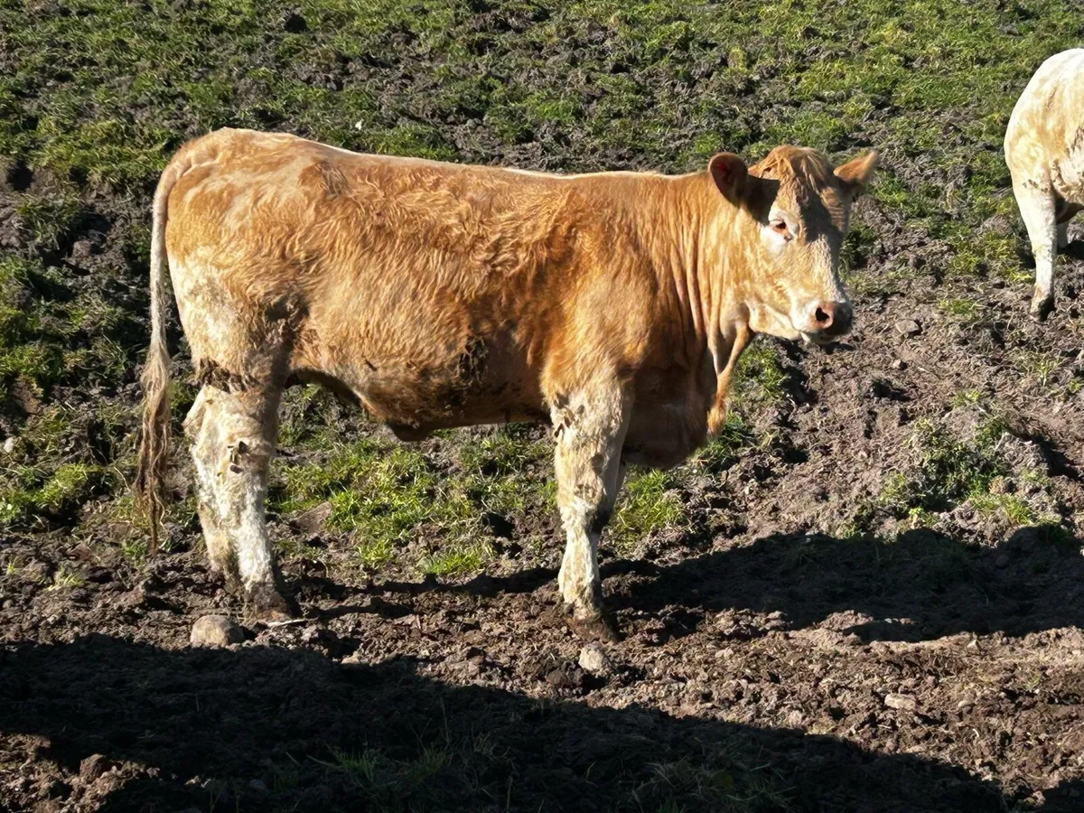 Two Super Charolais In-Calf Heifers To A.I LM - Image 3