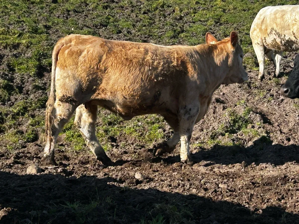 Two Super Charolais In-Calf Heifers To A.I LM - Image 4