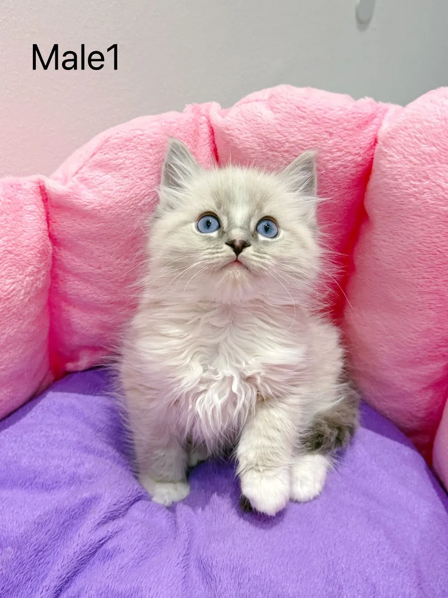 Purebred Ragdoll kittens for sale TICA Registered - Image 1