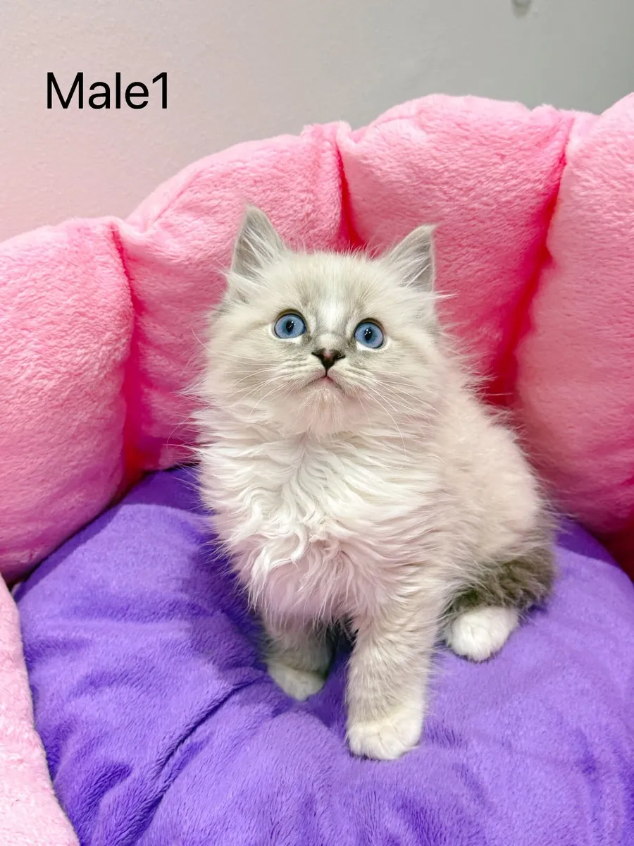 Purebred Ragdoll kittens for sale TICA Registered - Image 2