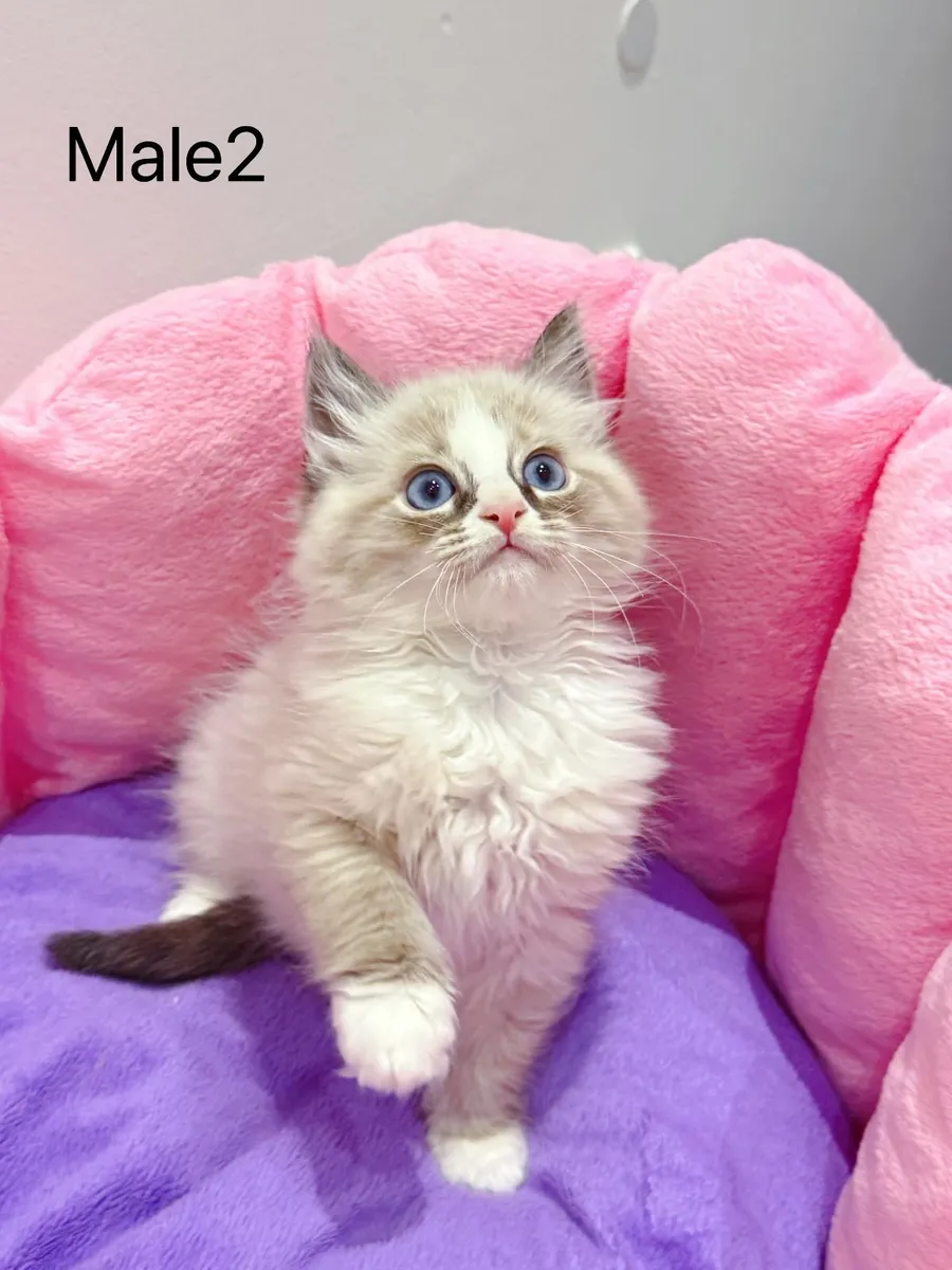 Purebred Ragdoll kittens for sale TICA Registered - Image 3