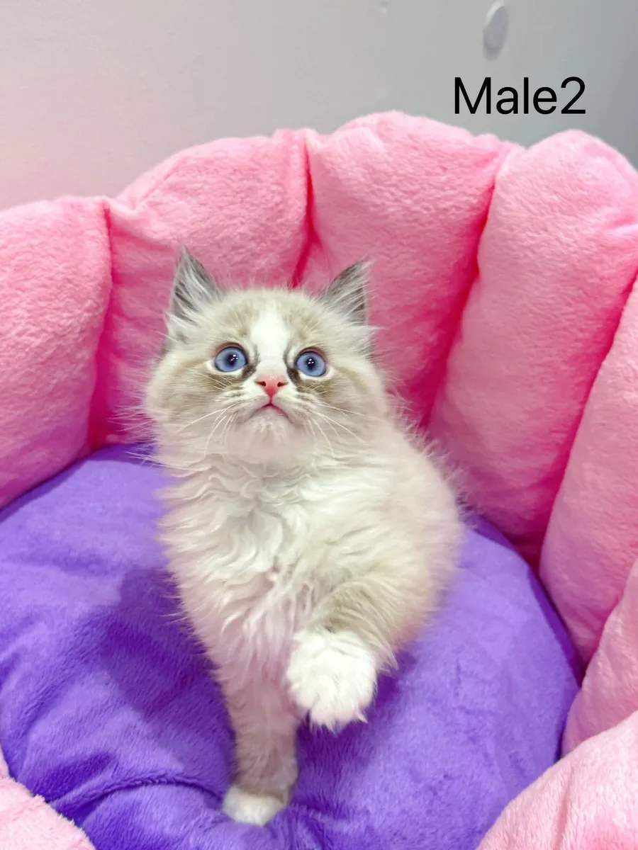 Purebred Ragdoll kittens for sale TICA Registered - Image 4