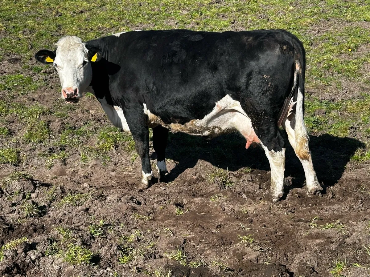 Two In-Calf Hereford Cows - Image 3