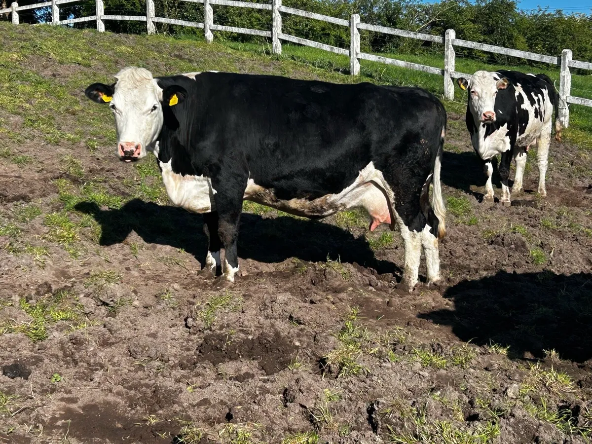 Two In-Calf Hereford Cows - Image 4