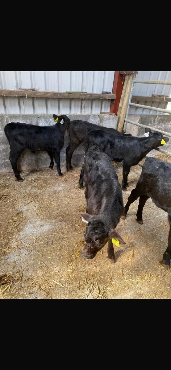 Calves - Image 2