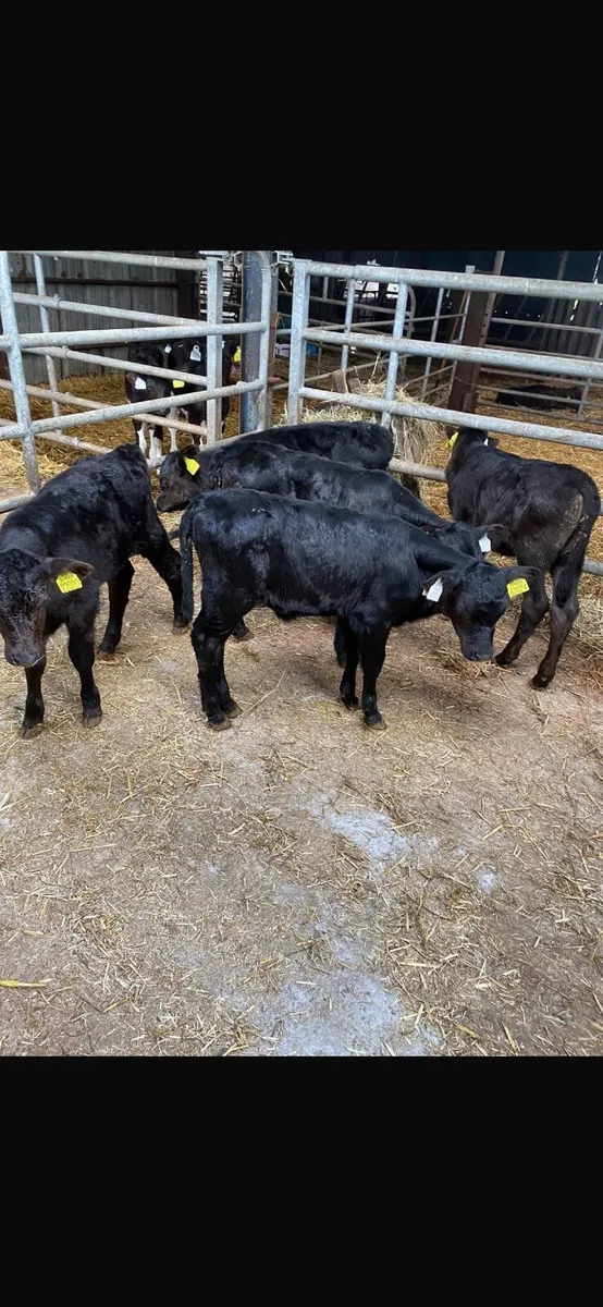 Calves - Image 3