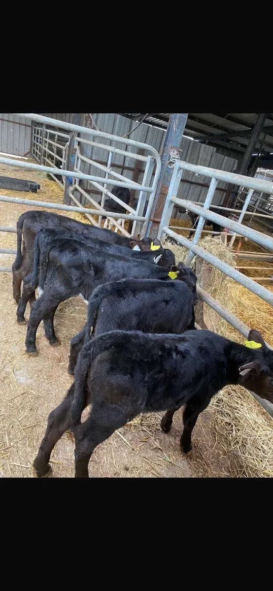 Calves - Image 1