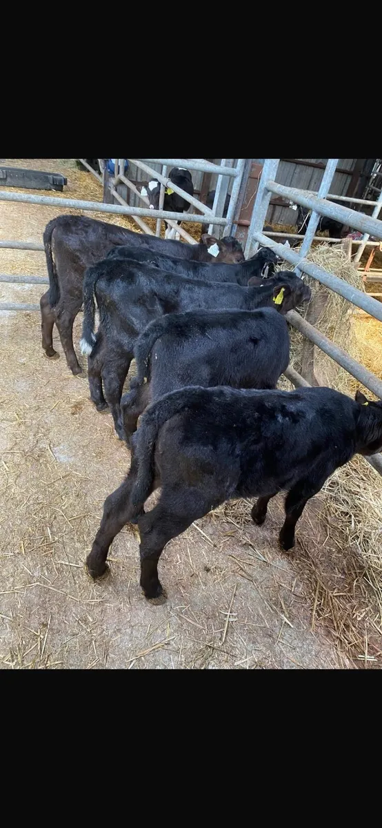 Calves - Image 4