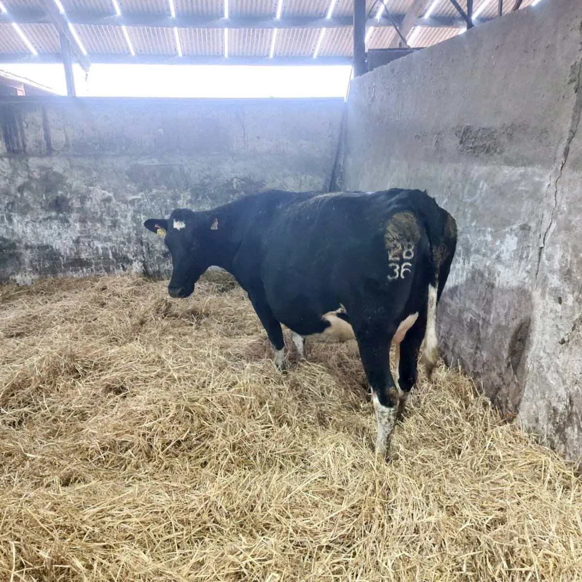 In Calf Cow - Image 3