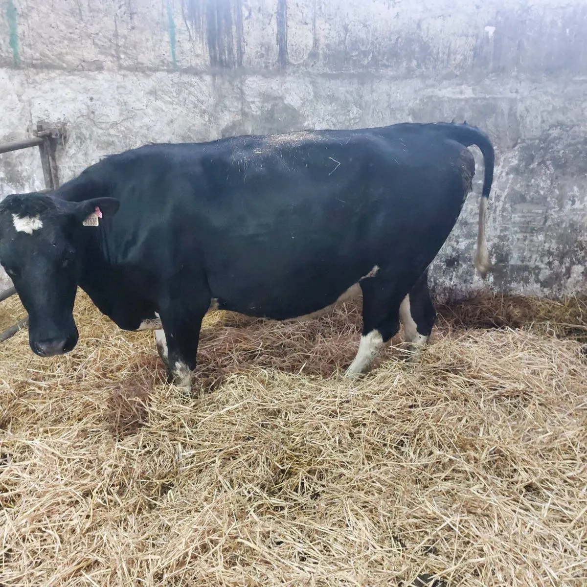 In Calf Cow - Image 4