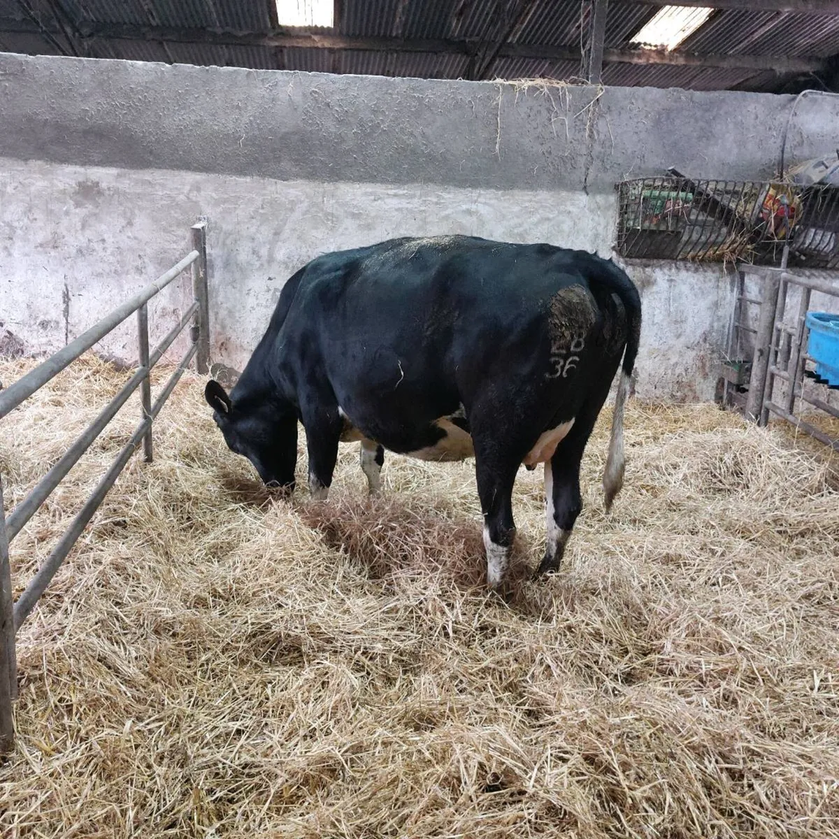 In Calf Cow - Image 2