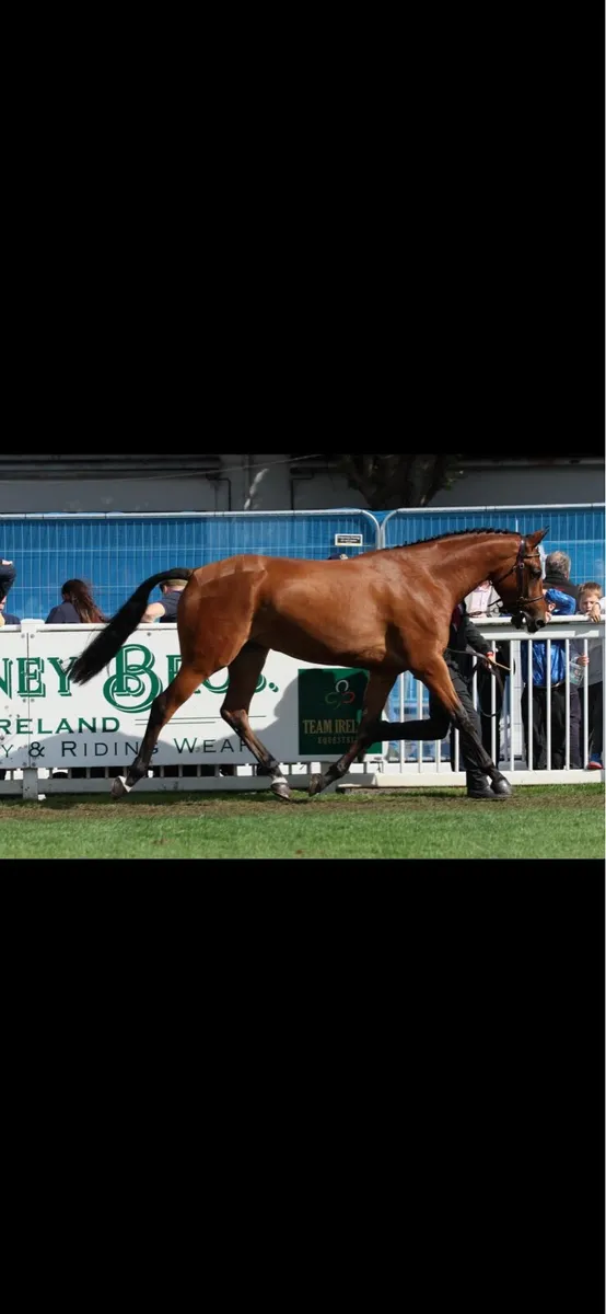 ***CASTLECOMER Q*** 5 yr old filly - Image 1
