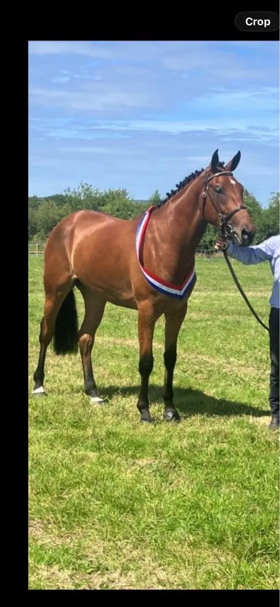 ***CASTLECOMER Q*** 5 yr old filly - Image 2