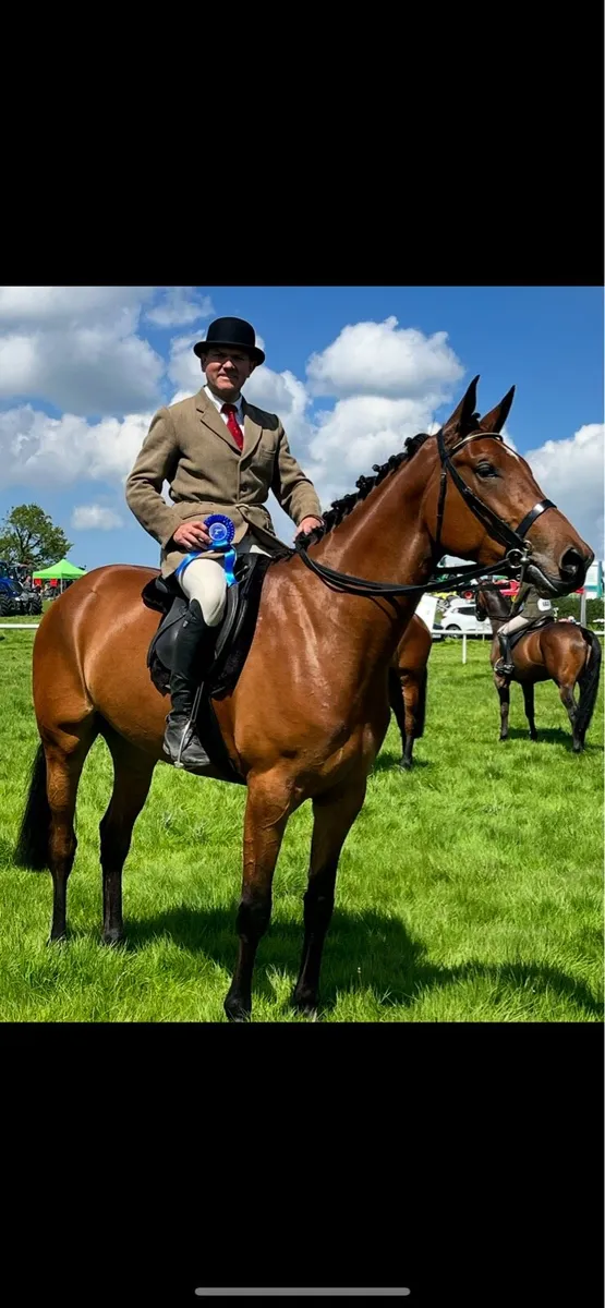 ***CASTLECOMER Q*** 5 yr old filly - Image 4
