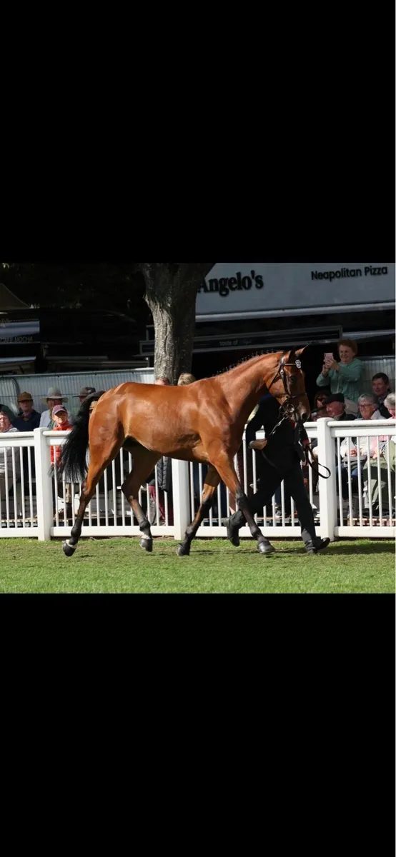 ***CASTLECOMER Q*** 5 yr old filly - Image 3