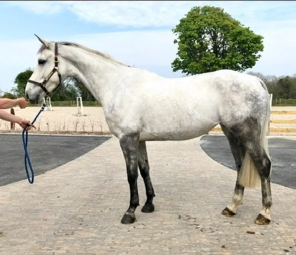 Cornet Obolensky x guidam broodmare - Image 1