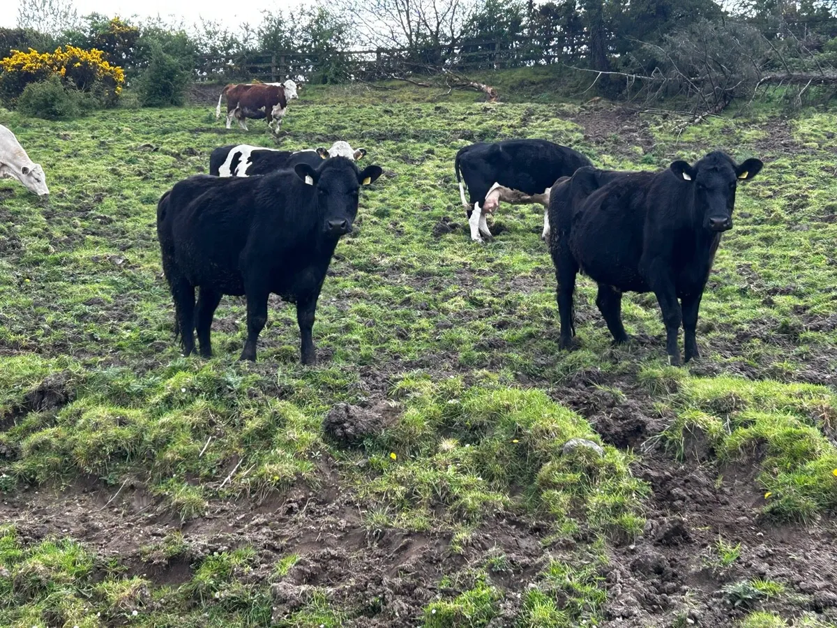 Three In-Calf Heifers - Image 3
