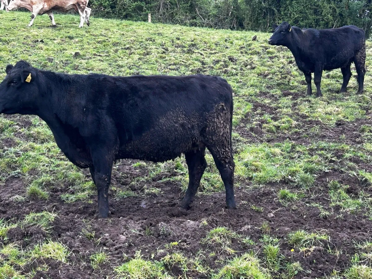 Three In-Calf Heifers - Image 2