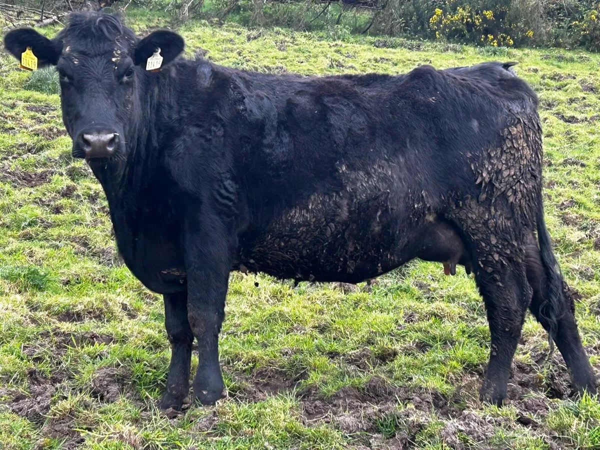 Three In-Calf Heifers - Image 4