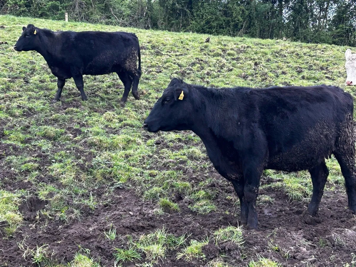 Three In-Calf Heifers - Image 1