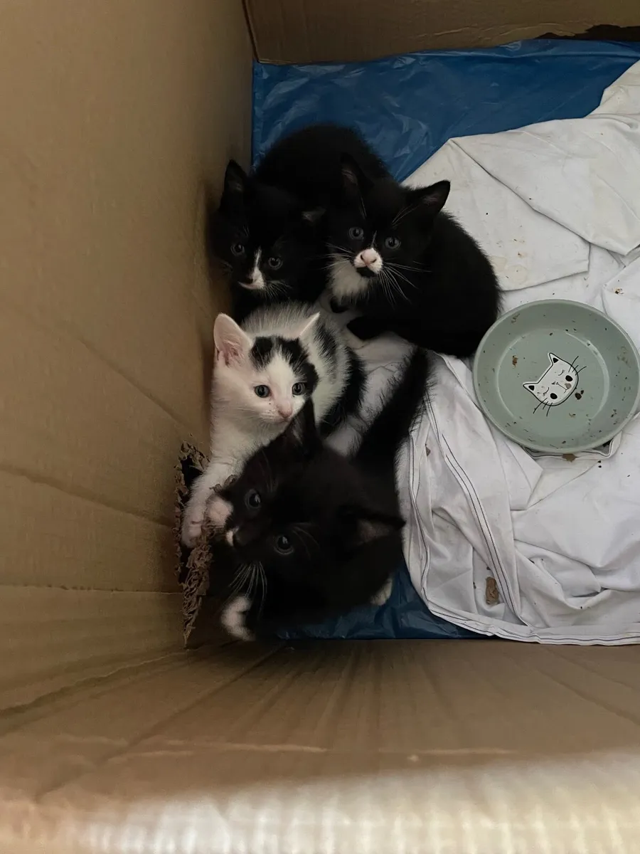 Kittens