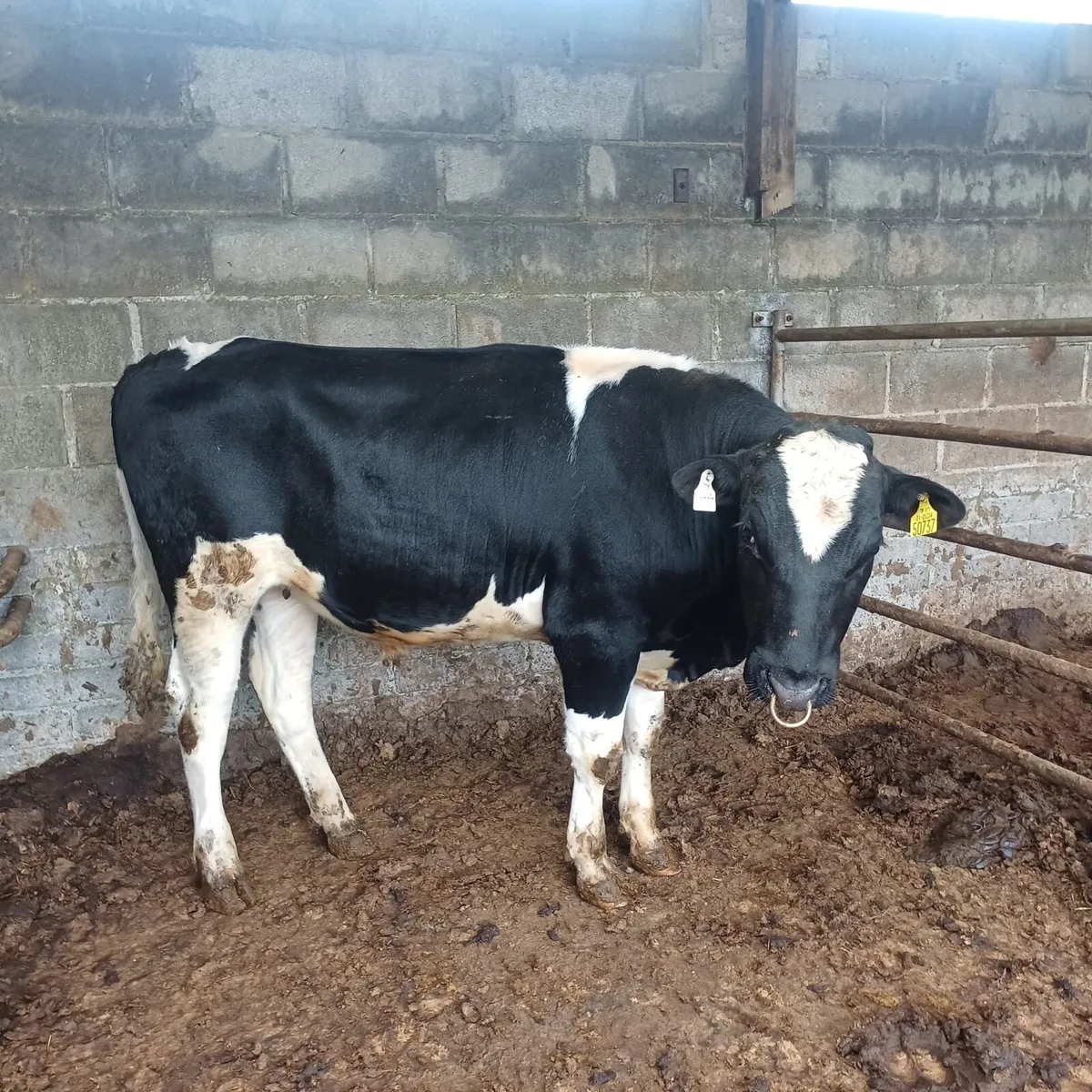 PBR Friesian Bull - Image 1